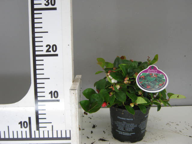 GAULTHERIA PROCUMBENS TE' DEL CANADA