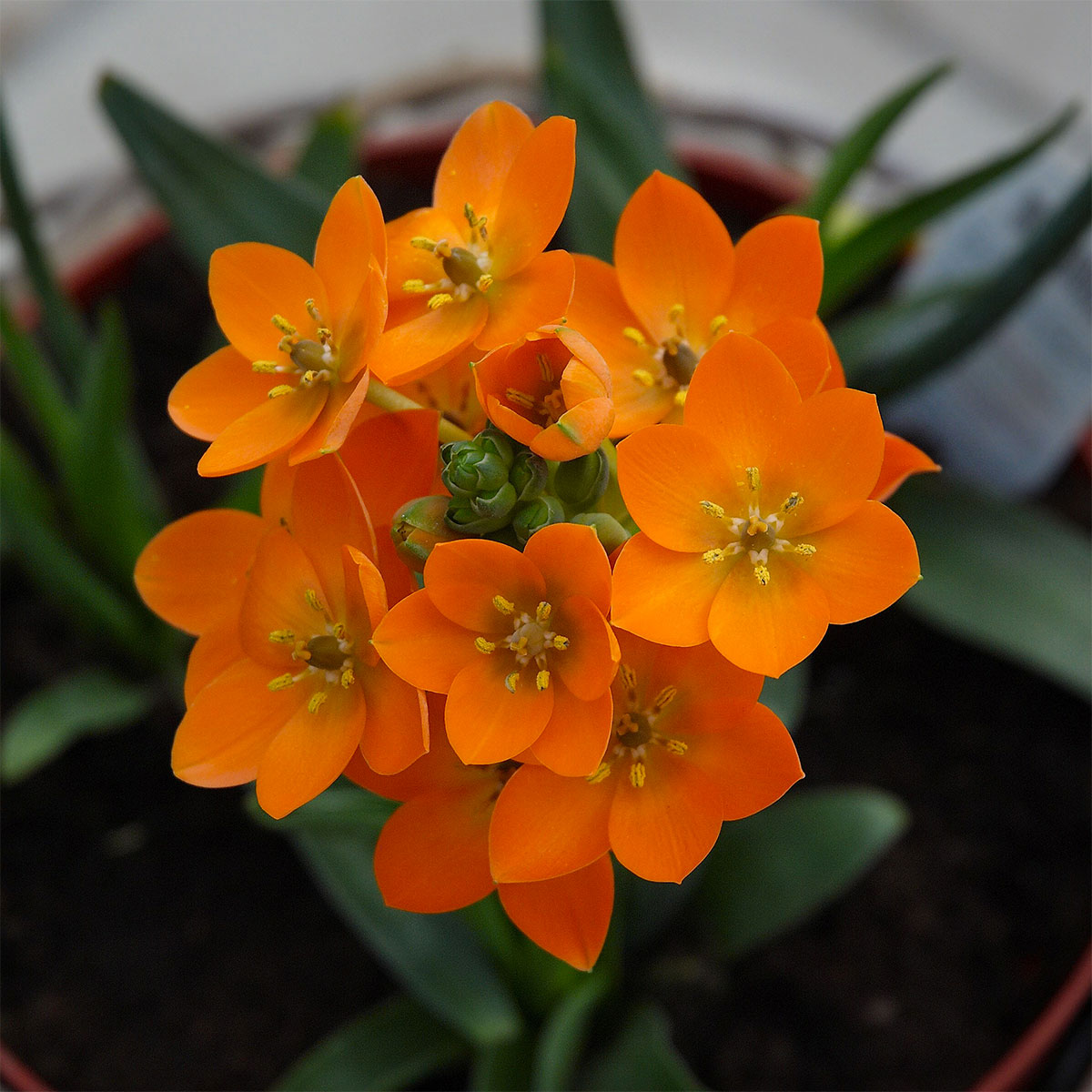 ORNITHOGALUM DUBIUM ARANCIONE VASO 12CM
