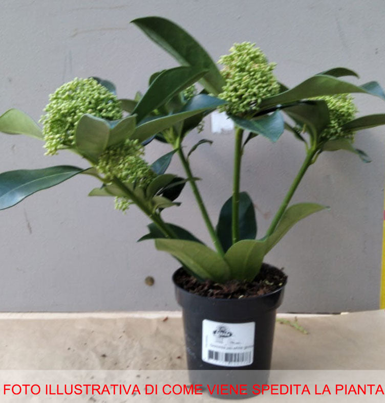 SKIMMIA JAPONICA WHITE GLOBE VASO 9CM