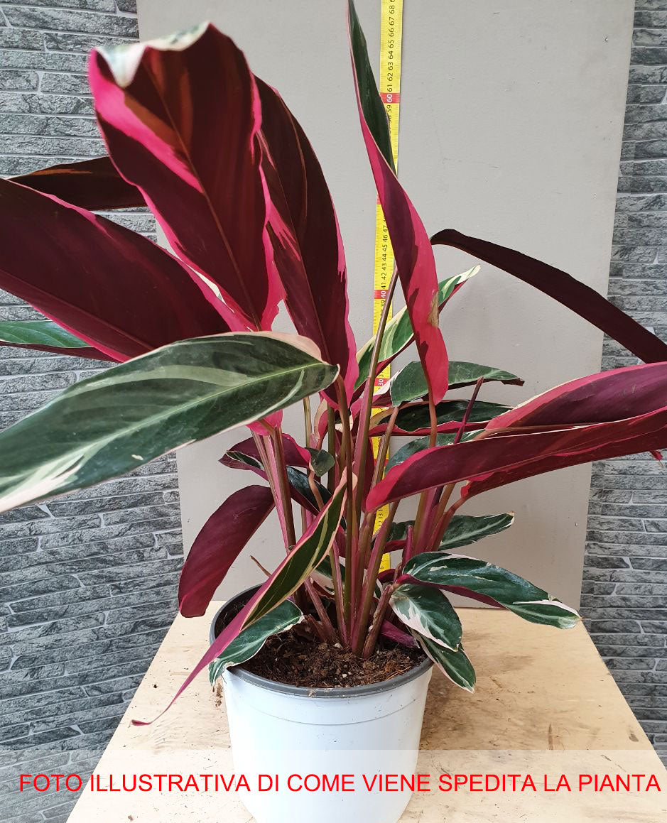 MARANTHA VARIEGATA IN VASO 19CM