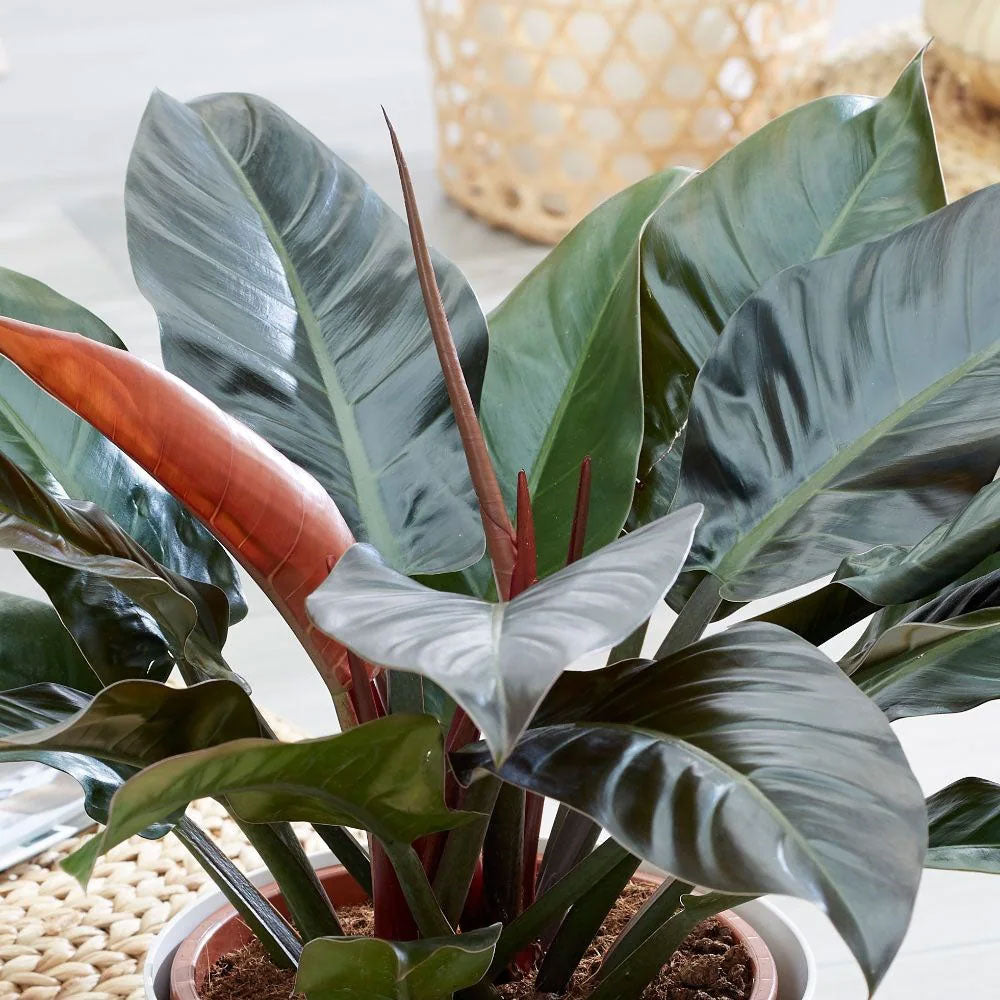 PHILODENDRON IMPERIAL RED VASO 19CM