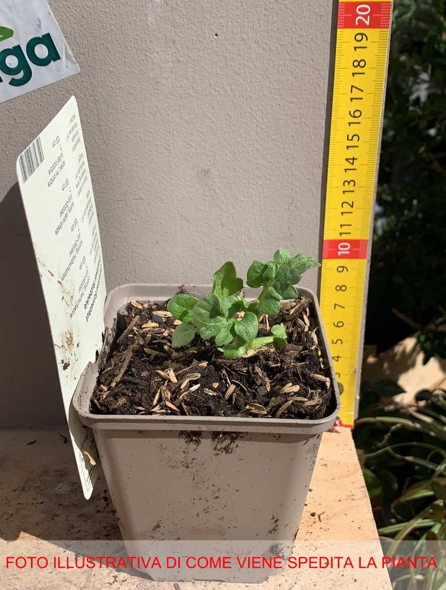 RUDBECKIA OCCID.GREEN WIZZARD VASO 9CM
