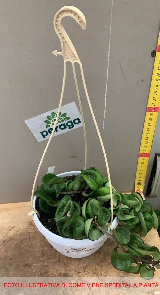 HOYA CARNOSA COMPACTA FIORE DI CERA IN BASKET 14CM