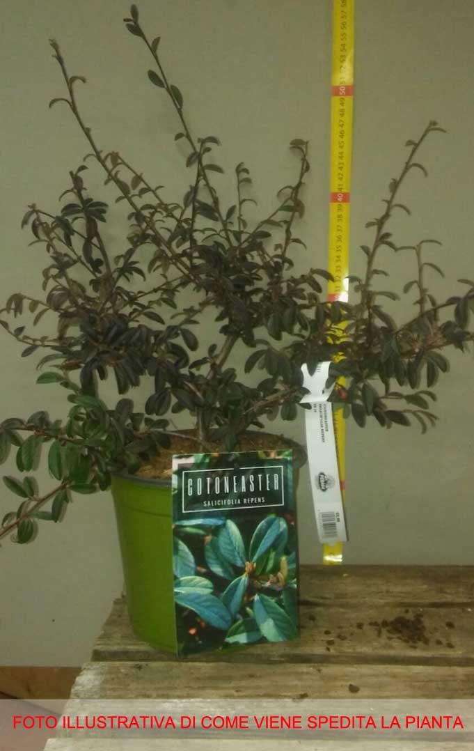 COTONEASTER COTOGNASTRO SALICIFOLIUS REPENS VASO 18CM