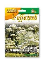 SEMI DI ANGELICA