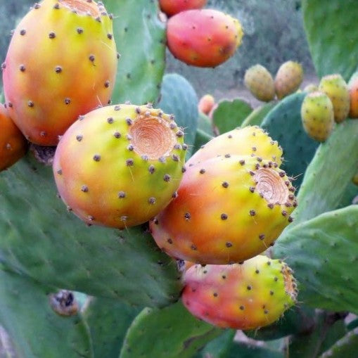 FICO D'INDIA OPUNTIA VASO 20CM