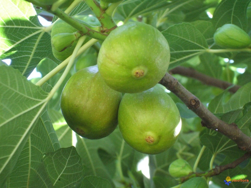 FICO COMUNE CARICA VASO 14CM