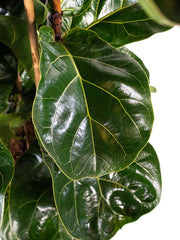 Ficus Lyrata Bambino in vaso da 17 cm