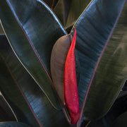 FICUS ABDJAN IN VASO DA 12CM