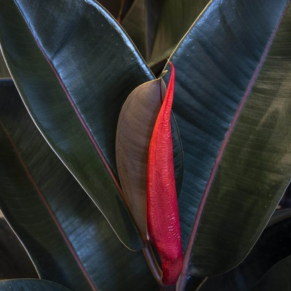 FICUS ABDJAN IN VASO DA 12CM