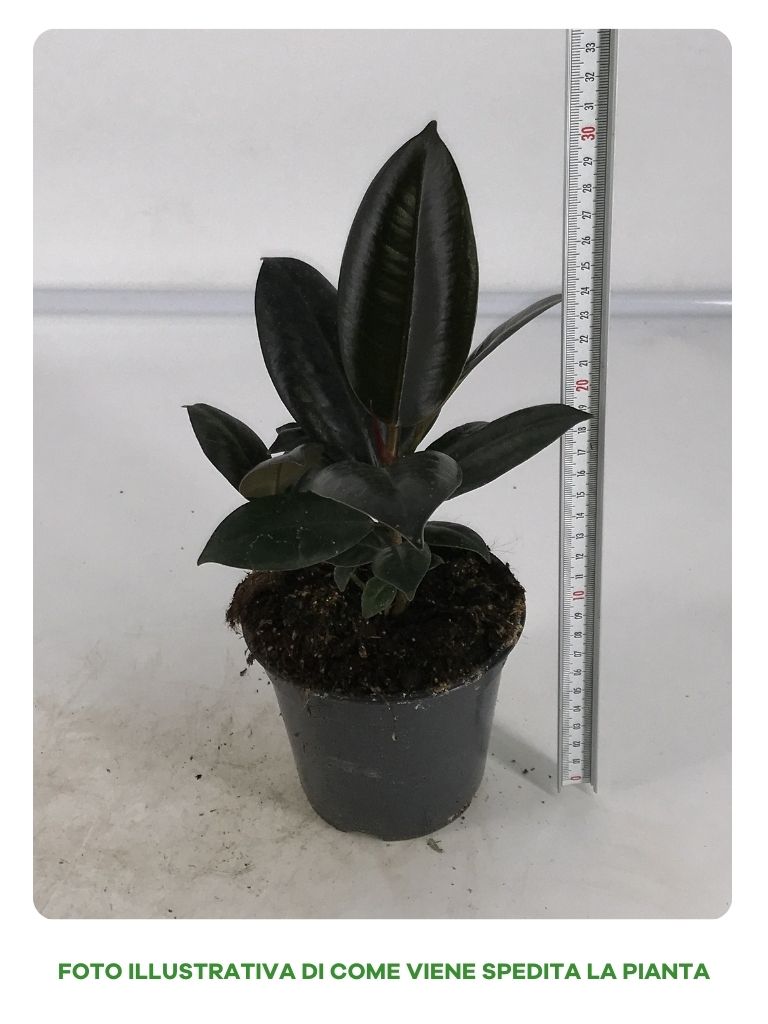 FICUS ABDJAN IN VASO DA 12CM