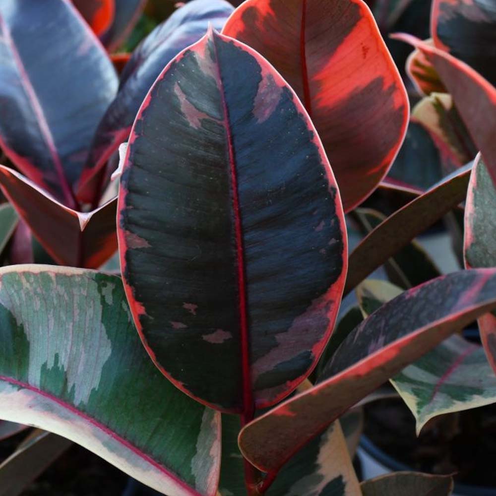 FICUS BELIZE IN VASO DA 17CM