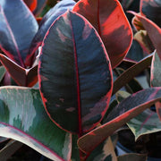 FICUS BELIZE IN VASO DA 17CM