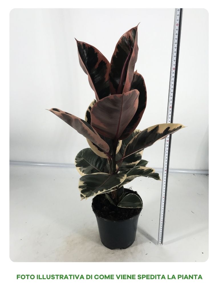 FICUS BELIZE IN VASO DA 17CM