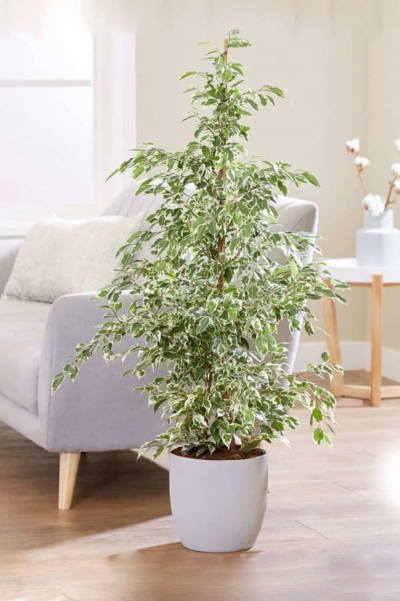FICUS BENJAMINA STARLIGHT VASO 24CM