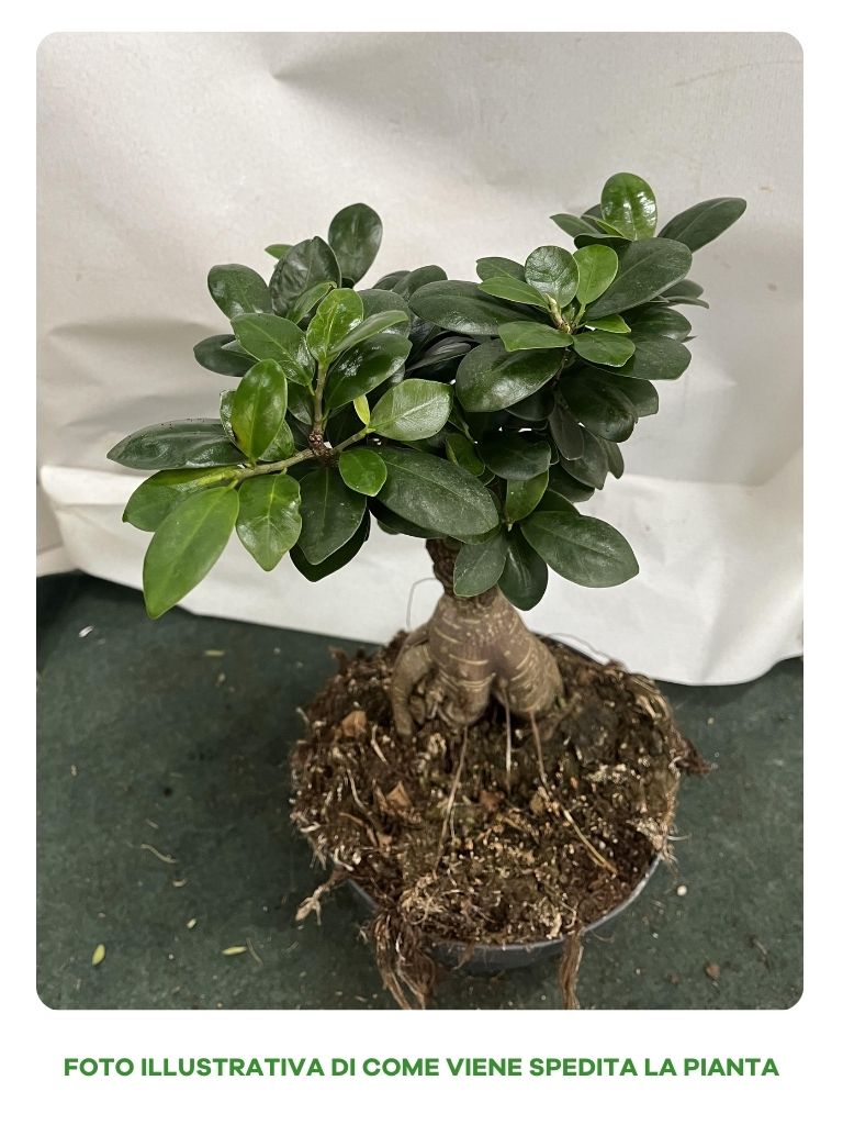 FICUS GINSENG BONSAI VASO 17CM