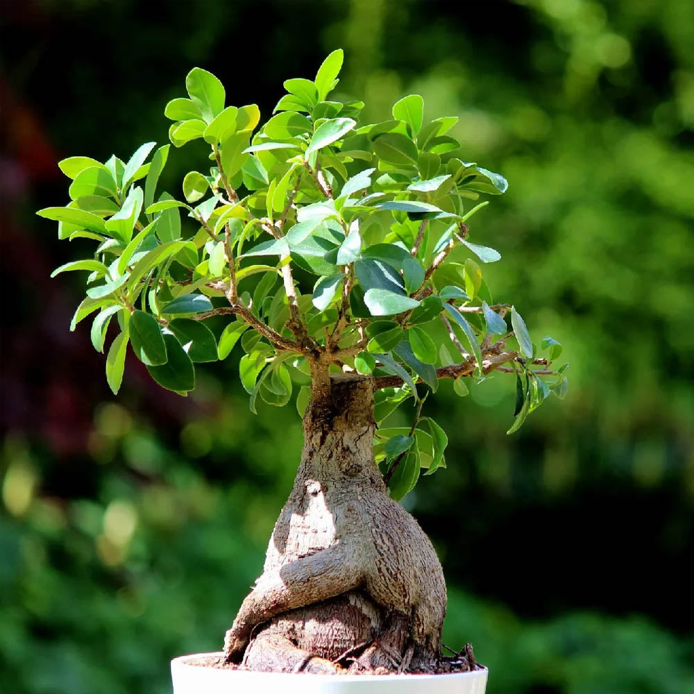 FICUS GINSENG BONSAI VASO 18CM
