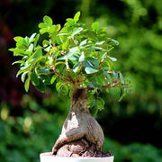 FICUS GINSENG BONSAI VASO 18CM