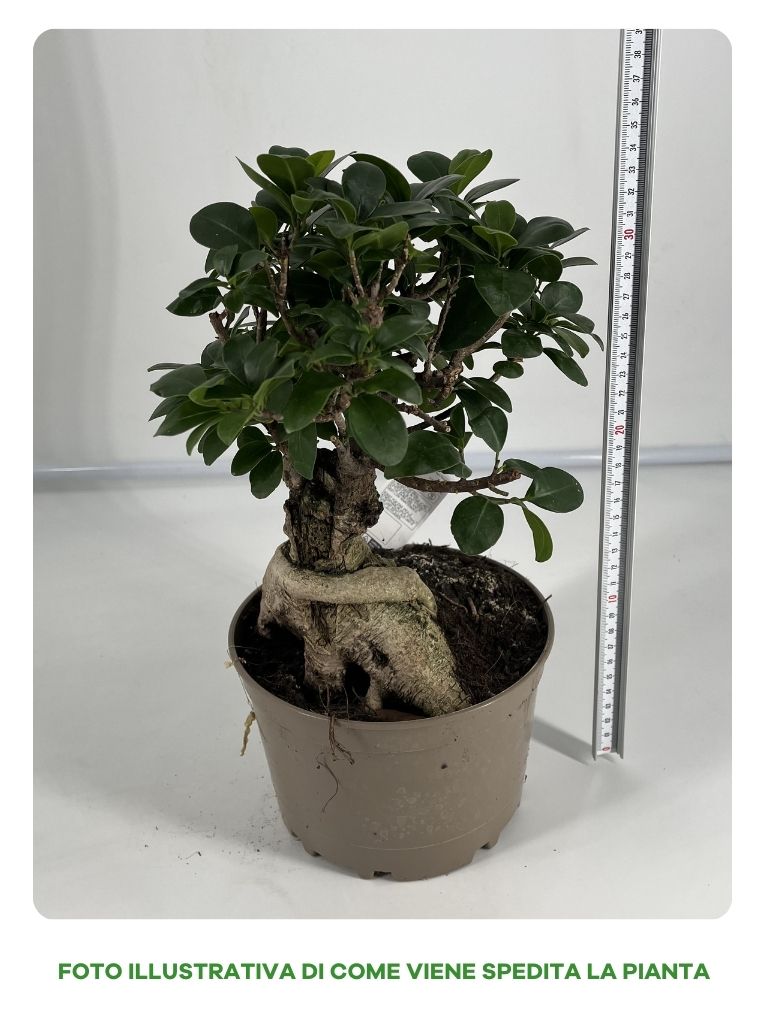 FICUS GINSENG BONSAI VASO 18CM