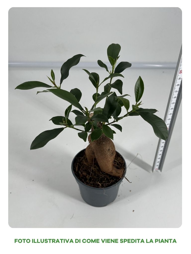 FICUS GINSENG BONSAI VASO 9CM