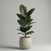 FICUS ELASTICA ABIDJAN VASO 13CM