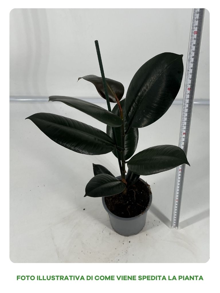 FICUS ELASTICA ABIDJAN VASO 13CM