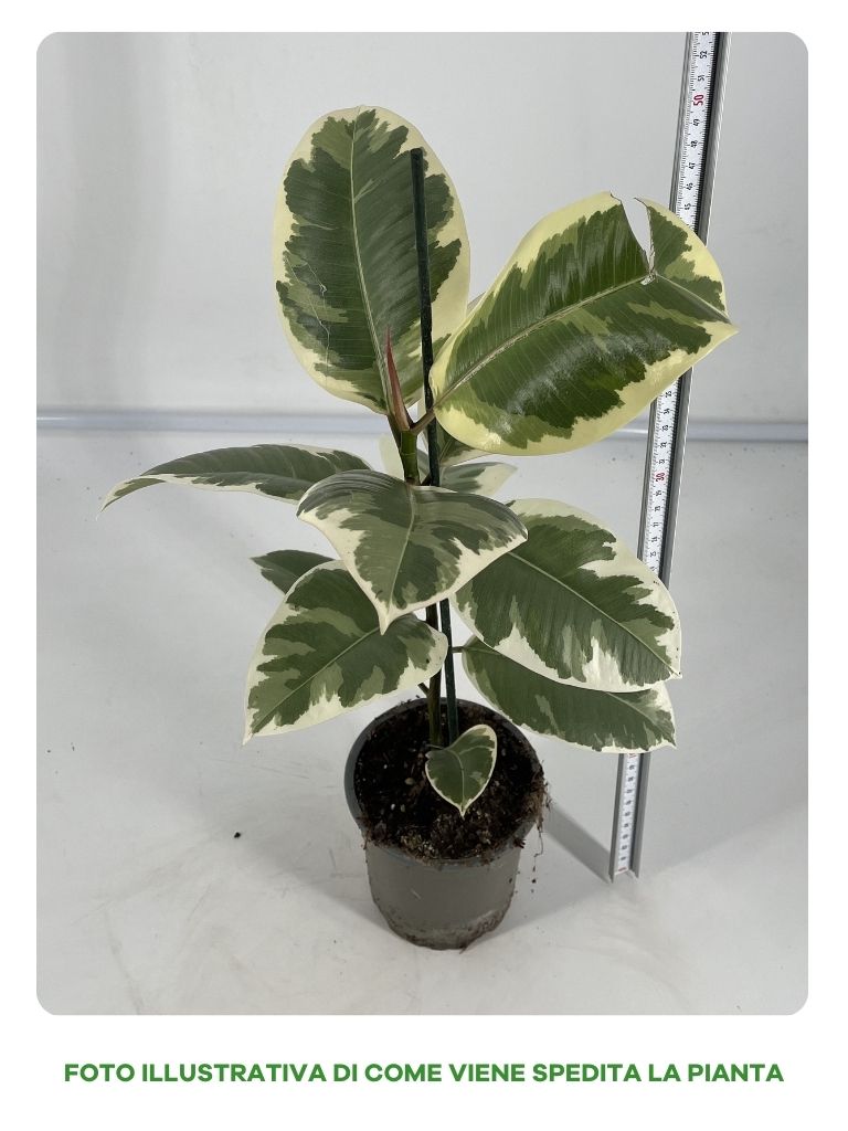 FICUS ELASTICA TINEKE VASO 13CM