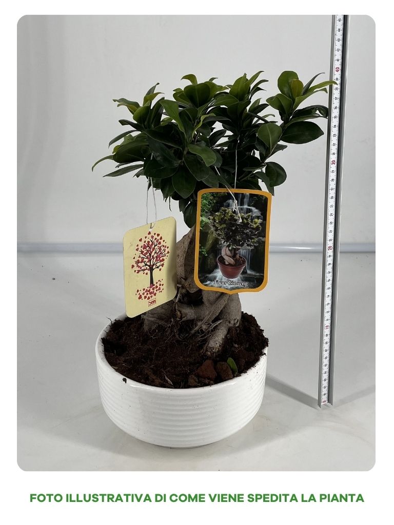FICUS GINSENG BONSAI IN CIOTOLA IN CERAMICA 20CM