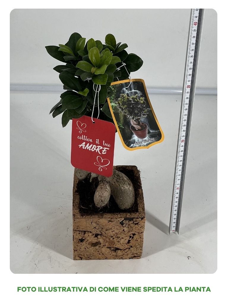 FICUS GINSENG BONSAI VASO CUBO IN SUGHERO 11CM