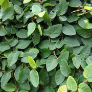 FICUS GREEN SUNNY IN VASO DA 9CM
