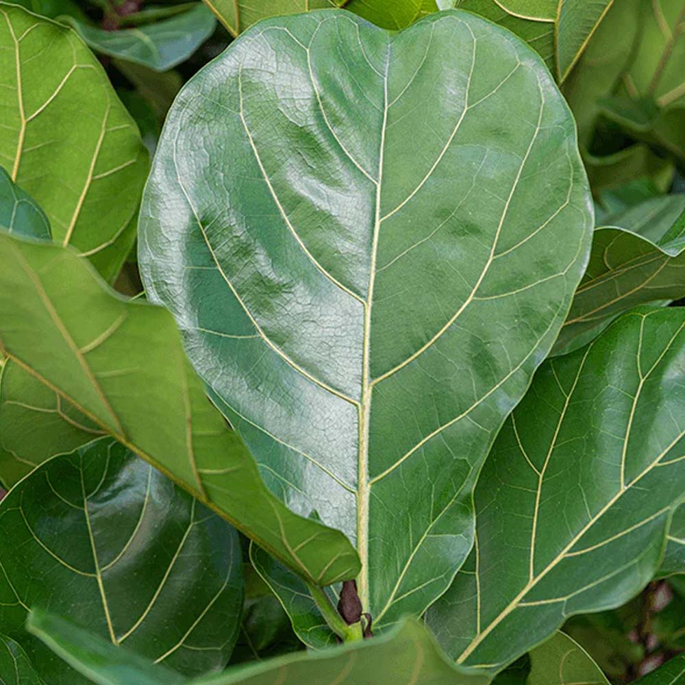 FICUS LYRATA VASO 12CM