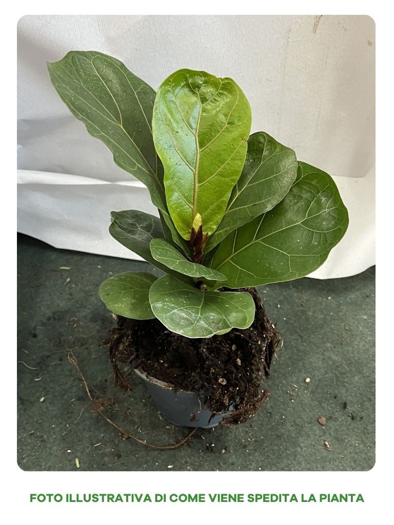 FICUS LYRATA VASO 12CM
