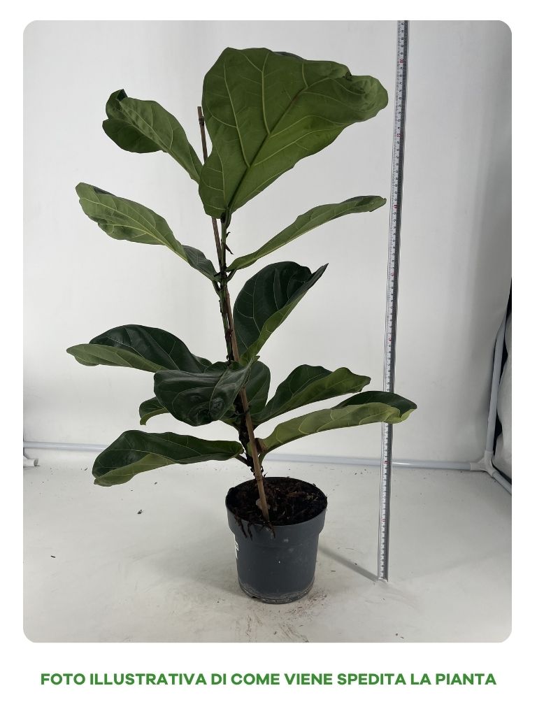 FICUS LYRATA 17CM
