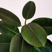 FICUS ROBUSTA VASO 24CM