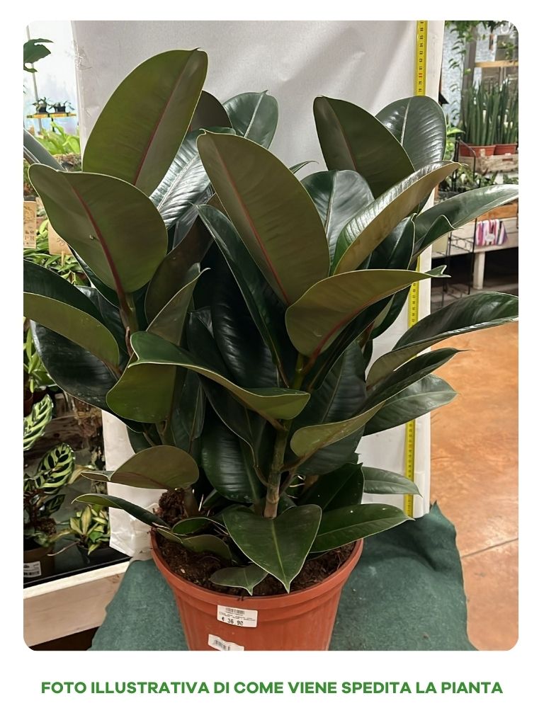 FICUS ROBUSTA VASO 24CM