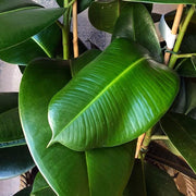 FICUS ROBUSTA IN VASO DA 12CM