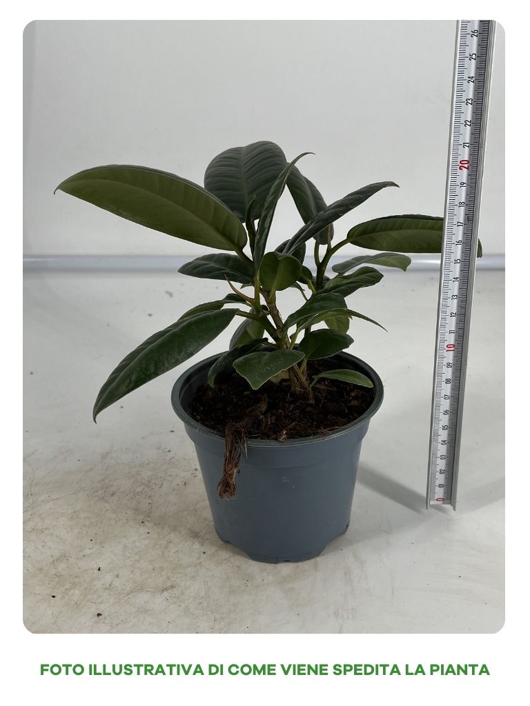 FICUS ROBUSTA IN VASO DA 12CM