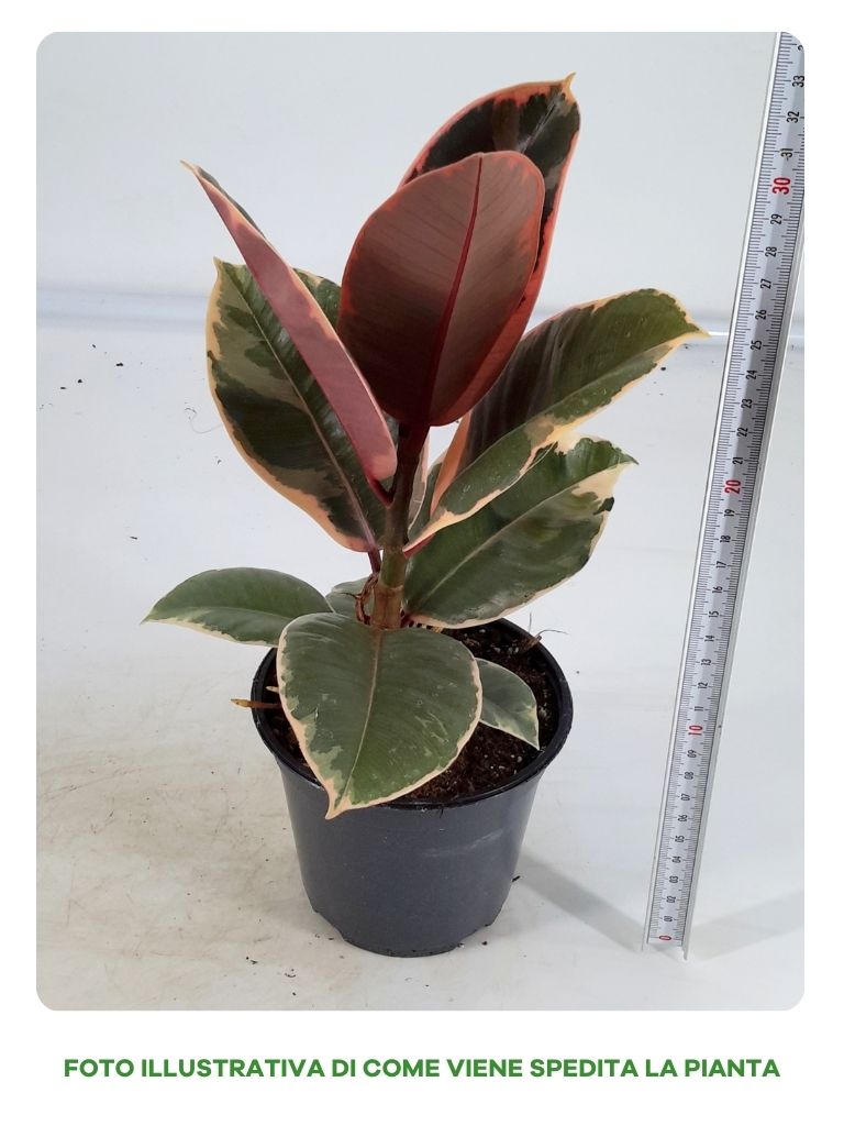 FICUS RUBY IN VASO DA 12CM