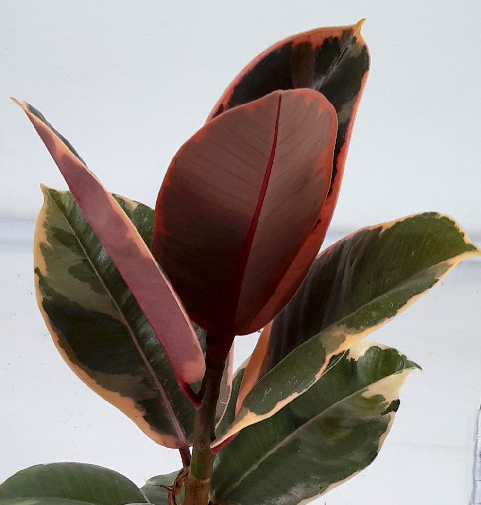 FICUS SHIVERIANA IN VASO DA 12CM