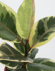FICUS TINEKE VASO 12CM