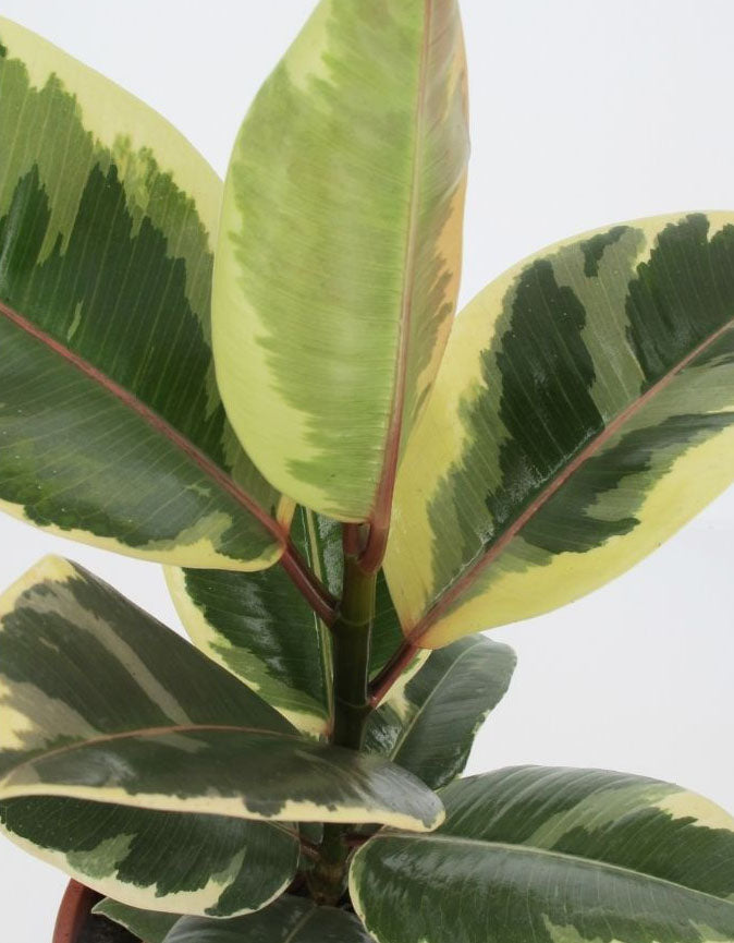 FICUS TINEKE VASO 12CM