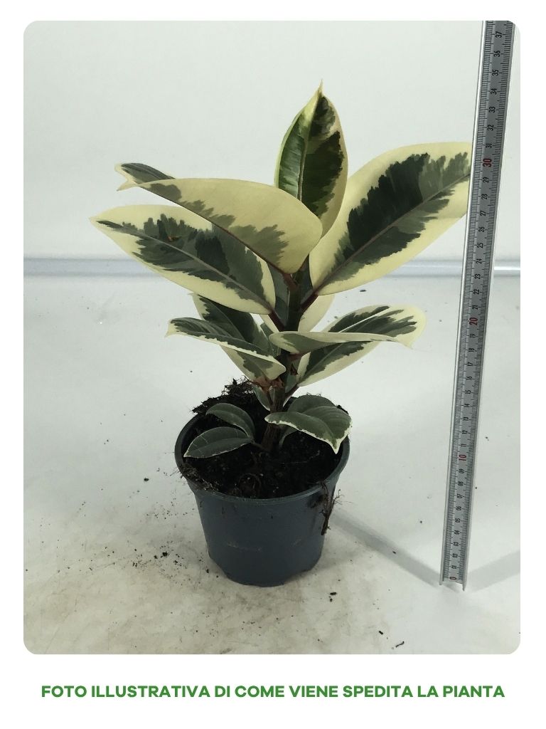 FICUS TINEKE VASO 12CM