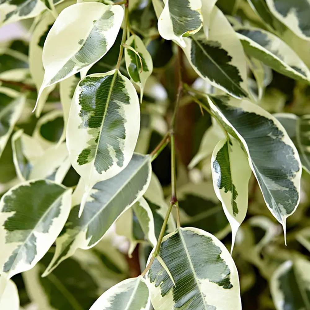FICUS TWILIGHT IN VASO DA 14CM