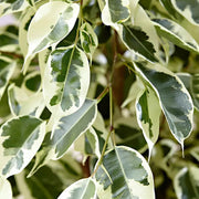 FICUS TWILIGHT IN VASO DA 14CM