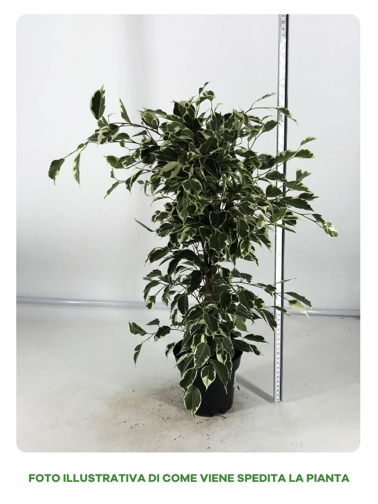 FICUS TWILIGHT IN VASO DA 14CM