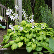 HOSTA GUACAMOLE IN VASO 17CM