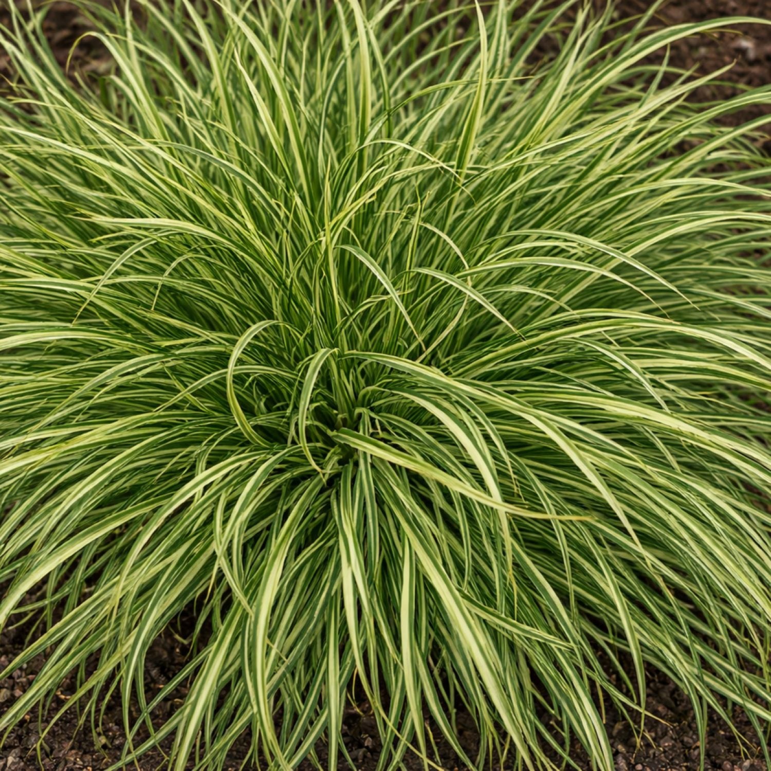 Carex Evercream in vaso da 17cm