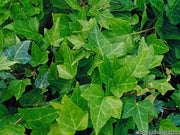 HEDERA HELIX SHAMROCK  IN VASO 17CM
