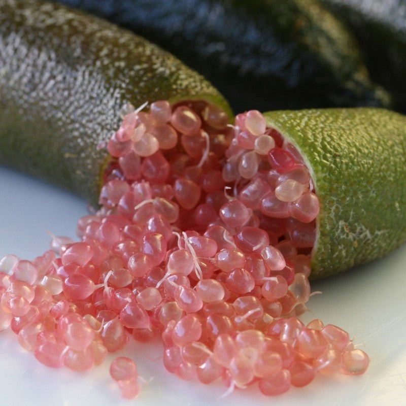 LIMONE CAVIALE ROSA FINGER LIME IN VASO 24CM