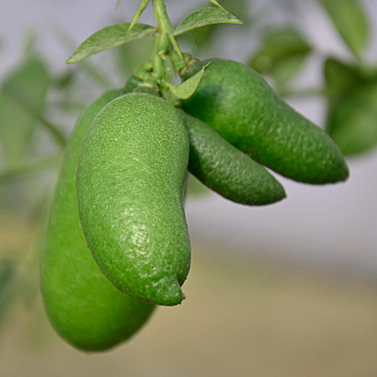 LIMONE CAVIALE VERDE FINGER LIME IN VASO 20CM
